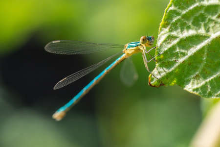 Emerald Damselfly or Common Spreadwing (Lestes sponsa)の写真素材