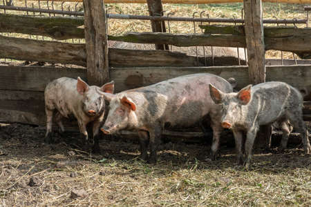 Pink pigs on the farm. Swine at the farm. Meat industry. Pig farming to meet the growing demand for meatの写真素材