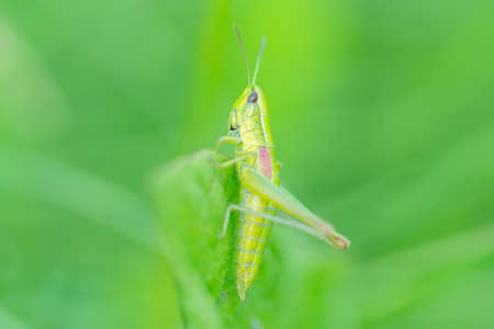 green grasshopper sitting on a leaf, small grasshopper, selected focus, grasshopper in the gardenの写真素材