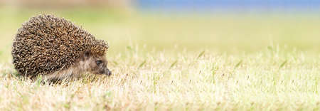 Hedgehog (Scientific name: Erinaceus Europaeus) close up of a wild, native, European hedgehog, facing right in natural garden habitat on green grass lawn. Horizontal. Space for copy.の写真素材
