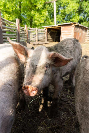 Pink pigs on the farm. Swine at the farm. Meat industry. Pig farming to meet the growing demand for...