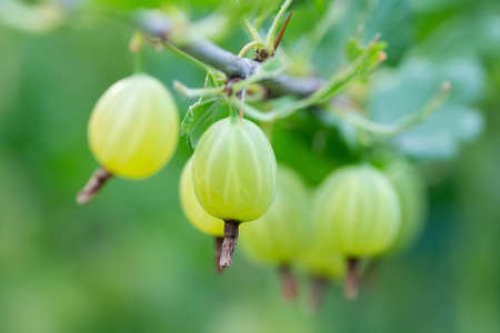 Green gooseberries on a bush branch in the garden.の写真素材