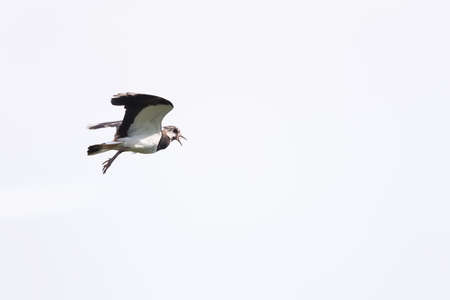 Lapwing Vanellus vanellus looking for enemy and alarming in flight, action, blue sky backgroundの写真素材