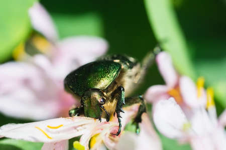 Agricultural pest a green bug chafer (Cetonia aurata) sits on a flowers. Insect on plant in garden pollinating vegetation.の写真素材
