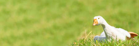 White domestic goose.white goose standing on the green grass on the farmの写真素材