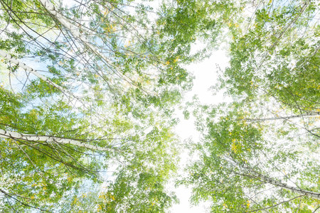Autumn birch forest against a blue sky. Bright yellow leaves. bottom view. treetops. season.
