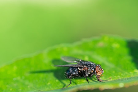 Blowfly, carrion fly, black fly sitting on a green leaf close up. natural background.