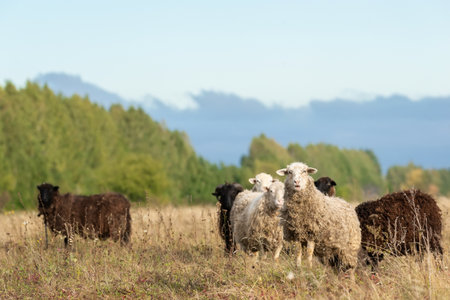A sheep in a pasture of green grass