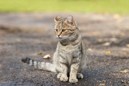 A gray-white kitten with stripes lies in the grass on a sunny dayの写真素材