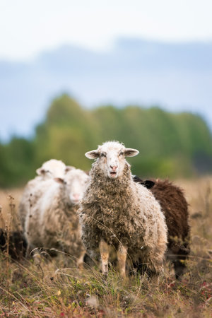A sheep in a pasture of green grassの写真素材