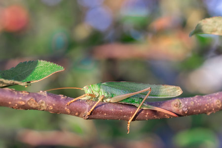 green grasshopper sitting on a leaf, small grasshopper, selected focus, grasshopper in the gardenの写真素材