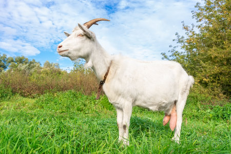 A young goat grazes in a meadow. Little goat portrait. Goat on a pastureの写真素材