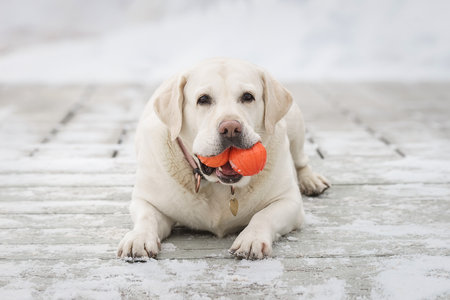 A white labrador retriever dog on winter seasonの写真素材