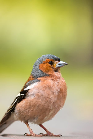 a finch sits on the road and looks at the camera, a beautiful birdの写真素材
