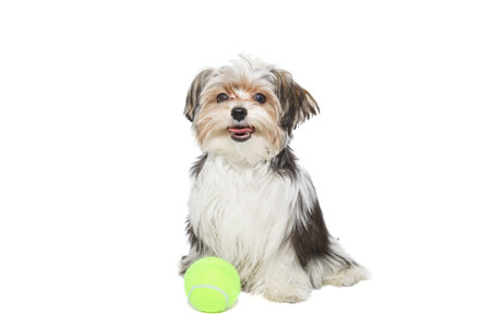 Puppy Maltese lapdog isolated on white background.の写真素材