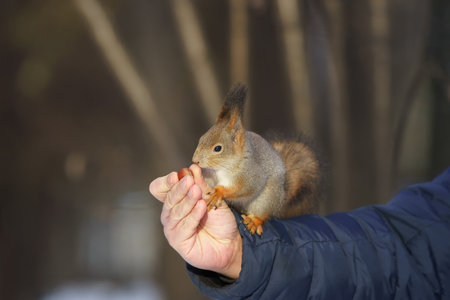 cute young squirrel on tree with held out paw against blurred winter forest in backgroundの写真素材
