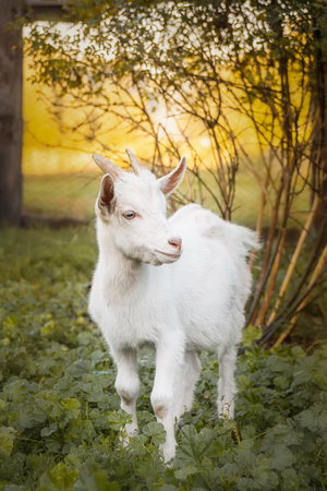 A young goat grazes in a meadow. Little goat portrait. Goat on a pastureの写真素材