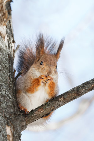 Red squirrel sitting on a tree branch in winter forest and nibbling seeds on snow covered trees backgroundの写真素材