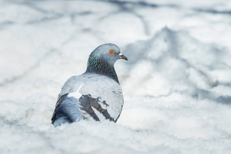 A domestic pigeon on white snow in winter. Urban birds in the snow.A blue pigeonの写真素材