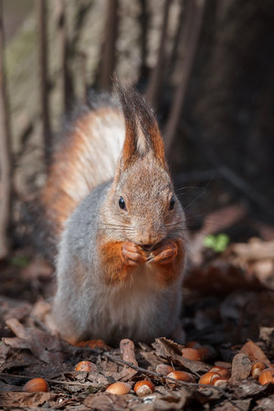 (Sciurus vulgaris) Close up eurasian red squirrel sits with nut on a tree branch and holds nut. Funny fluffy fat squirrel eat a nut on a tree branch.の写真素材