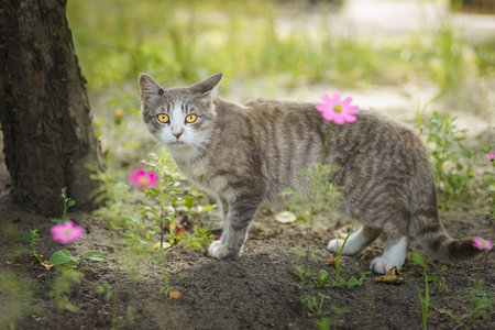 A gray-white kitten with stripes lies in the grass on a sunny dayの写真素材
