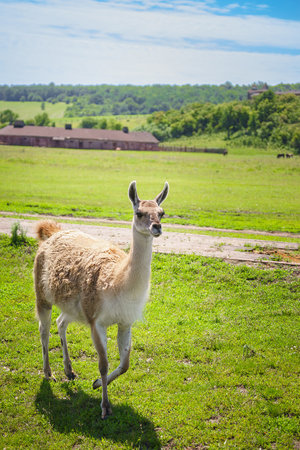 Closeup view of beautiful lama in nature (Lama guanicoe) is a camelid nativeの写真素材