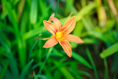 A closeup of a yellow-red daylily flower head Hemerocallis fulvaの写真素材