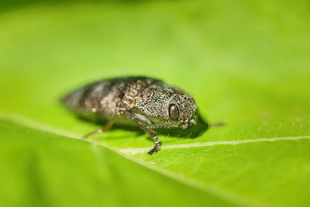 Perot is lugubris is a genus of beetles in the family Buprestidae.The insect is a parasite.の写真素材