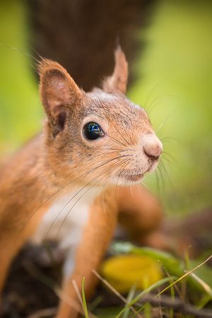 (Sciurus vulgaris) Close up eurasian red squirrel sits with nut on a tree branch and holds nut. Funny fluffy fat squirrel eat a nut on a tree branch.の写真素材