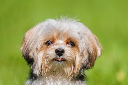 Maltese dog is running sitting on the green grass