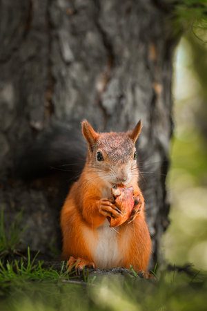 (Sciurus vulgaris) Close up eurasian red squirrel sits with nut on a tree branch and holds nut....