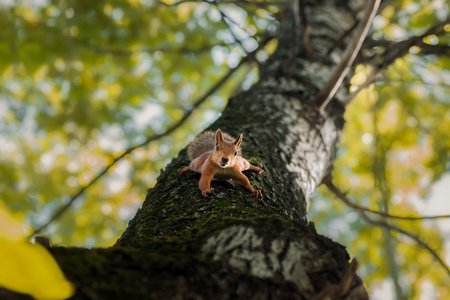 (Sciurus vulgaris) Close up eurasian red squirrel sits with nut on a tree branch and holds nut....