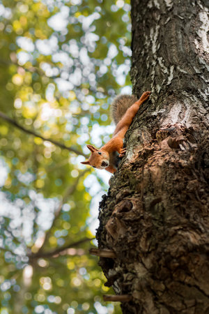 (Sciurus vulgaris) Close up eurasian red squirrel sits with nut on a tree branch and holds nut. Funny fluffy fat squirrel eat a nut on a tree branch.の写真素材