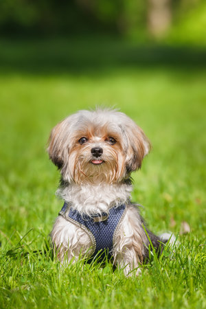 Maltese dog is running sitting on the green grass