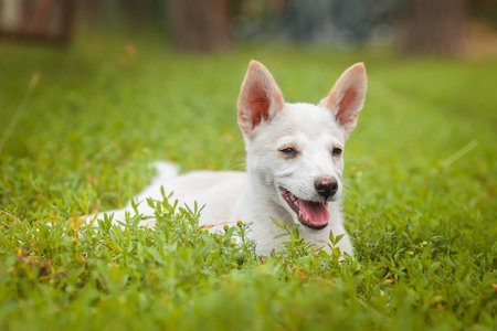 mixed breed beautiful white dog mutt outdoor in summerの写真素材
