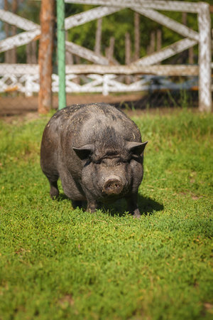 One fat dark black pig in the green grass