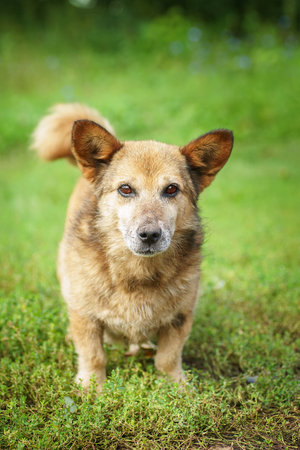 Red mongrel dog walking in the park. Half breed white Swiss shepherd walks in fresh air on the green grass and enjoys life. A happy domestic dog without a breed.の写真素材