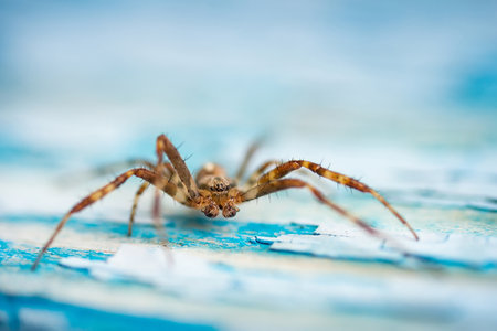 macro closeup on Hyllus semicupreus Jumping Spider. This spider is known to eat small insects like grasshoppers, flies, bees as well as other small spiders.の写真素材