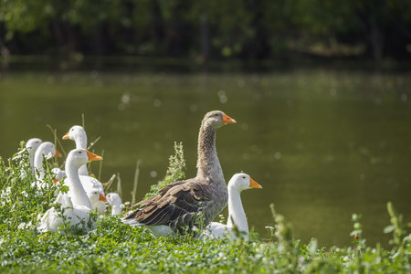 Flock of domestic geese on a green meadow. Summer green rural farm landscape. Geese in the grass,...