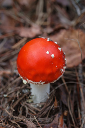 Red fly agaric in the leaves of the autumn forest. Beautiful red fairytale fly agaric. Poisonous mushroom in the forest. Closeup. Amanita muscaria.の写真素材