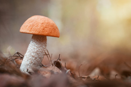 Birch mushroom grows into the forest. Birch mushroom grows below leaves in forest. The orange-cap...
