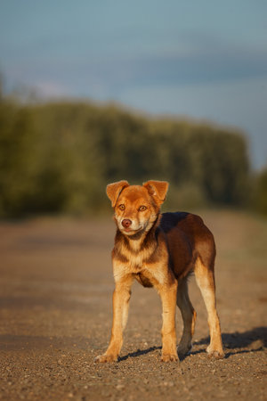 mixed breed beautiful red dog mutt outdoor in summerの写真素材