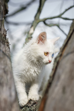 Little white kitten climbed a tree with cherriesの写真素材
