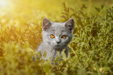 Little newborn gray kitten are waiting for the cat. Cute funny home pets. Close up domestic animal....
