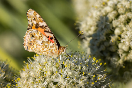 Peacock Butterfly Resting with its Wings Open.の写真素材