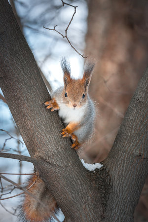 Sciurus vulgaris Close up eurasian red squirrel sits with nut on a tree branch and holds nut.の写真素材