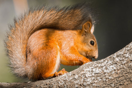 Sciurus vulgaris Close up eurasian red squirrel sits with nut on a tree branch and holds nut.の写真素材