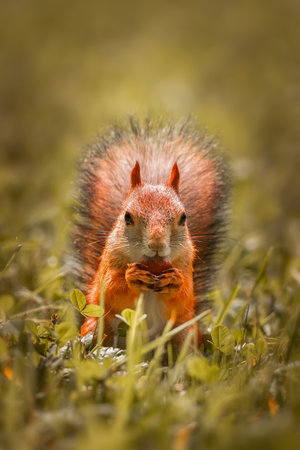 Squirrel with nuts in forest. Forest squirrel eats nut