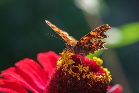 Peacock Butterfly Resting with its Wings Open.