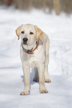 Happy labrador puppy having fun outdoors during foggy winter day